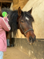 Foto: ein Mädchen striegelt die Mähne eines Pferdes