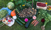 Gemüse und Obst aus einem Nutzgarten auf Wiesenboden